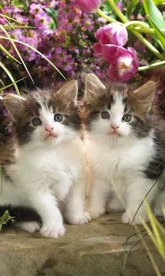 Wallpaper Kucing Lucu screenshot-app