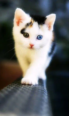 Wallpaper Kucing Lucu screenshot-app
