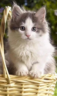Wallpaper Kucing Lucu screenshot-app