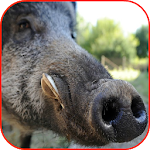 Wild Boar Hunting Calls screenshot-app