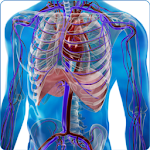 Human Arterial System screenshot-app