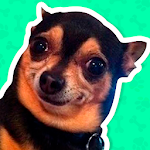 Dog Stickers for WhatsApp screenshot-app