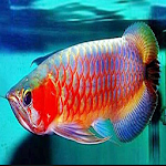 various arowana fish screenshot-app