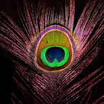 Peacock Feather HD Wallpapers screenshot-app