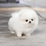 Cute Fluffy Animals Wallpapers HD screenshot-app