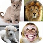 Tebak-tebakan Gambar Hewan screenshot-app