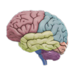 3D Brain screenshot-app